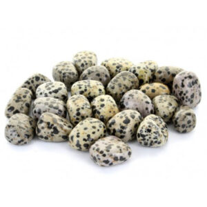 Jasper, Dalmatian