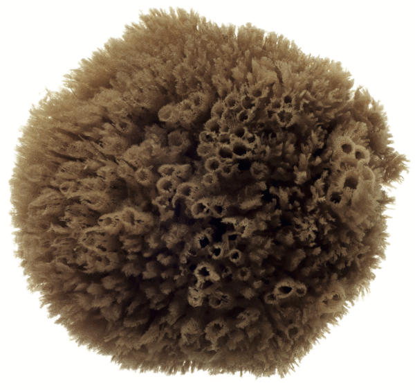HYDREA LONDON NATURAL GRASS SEA SPONGE- SIZE 4.5 TO 5″ - Image 1